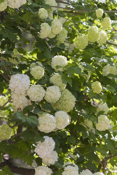 Fleurs blanches sur l'arbre — Photo