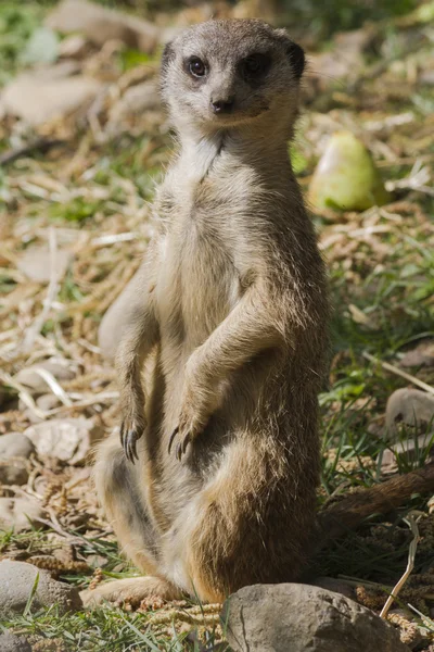 Meerkat in the forest — Stock Photo, Image
