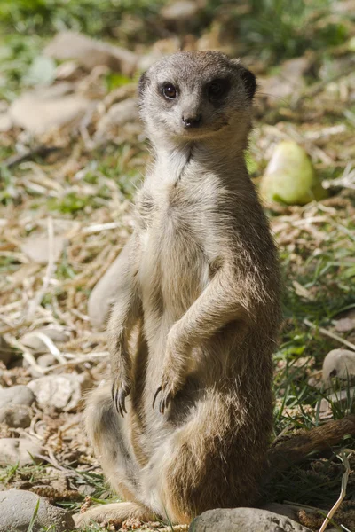 Suricata en el bosque — Foto de Stock