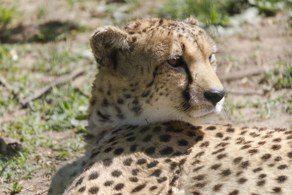 Gepard v džungli — Stock fotografie