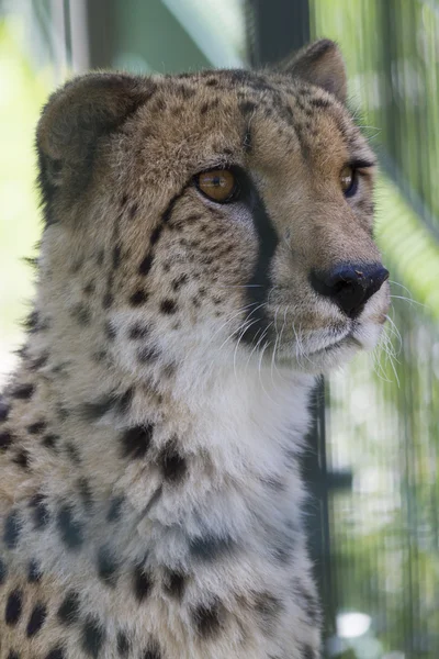 Cheetah in the jungle — Stock Photo, Image