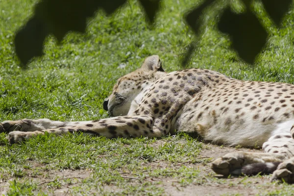 Cheetah in de jungle — Stockfoto