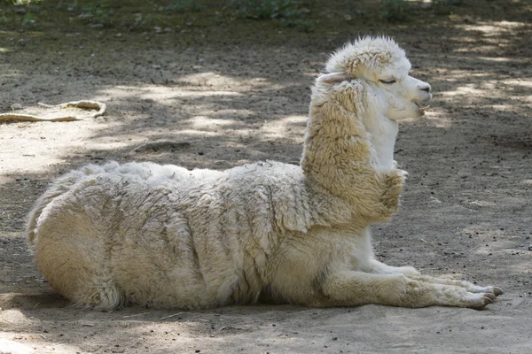 Alpaka Lama Paços — Stok fotoğraf