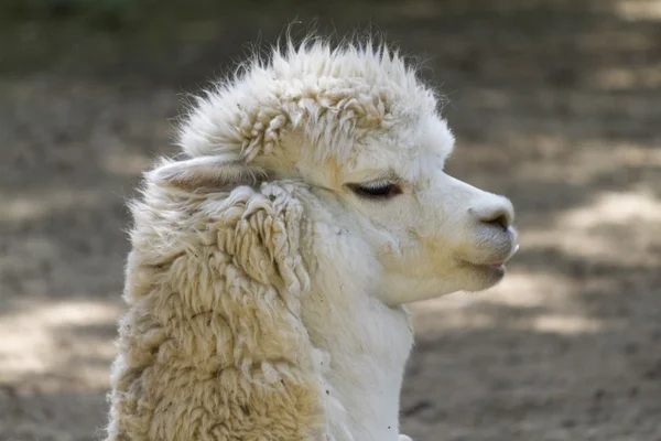 Pacos de lhama alpaca — Fotografia de Stock