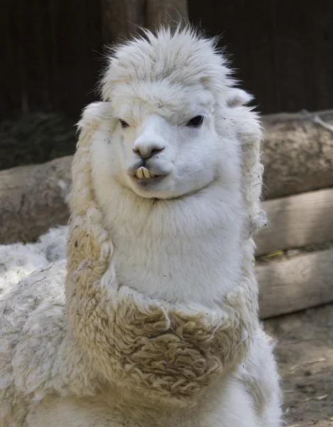 Alpaca lama pacos — Stockfoto