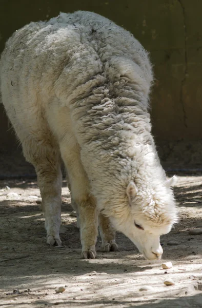 Pacos de lhama alpaca — Fotografia de Stock