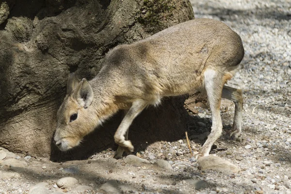 Mara hare of Patagonia Stock Image