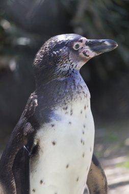 Penguen humboldt