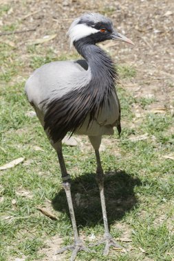 Gruptaki Şili Flamingo