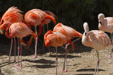 Phoenicopterus ruber ruber kırmızı flamingo