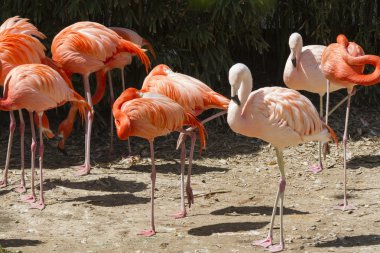 Phoenicopterus ruber ruber kırmızı flamingo