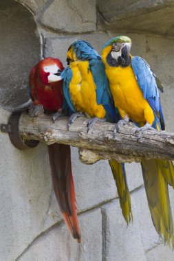 Ara ararauna papağan üzerinde onun levrek