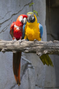 Ara Amerika papağanı papağan üzerinde onun levrek