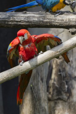 Ara Amerika papağanı papağan üzerinde onun levrek