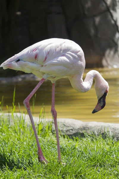 Lesser flamingo Phoeniconaias minor — Stock Photo, Image