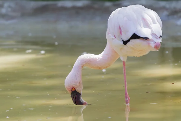 Küçük flamingo Phoeniconaias küçük — Stok fotoğraf