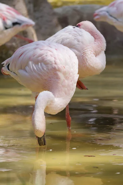 Flamingo menor Phoeniconaias menor — Fotografia de Stock