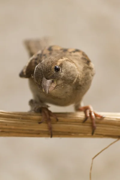 Cute sparrow — Stock Photo, Image