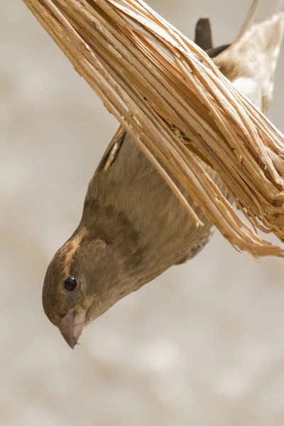 Schattig sparrow — Stockfoto