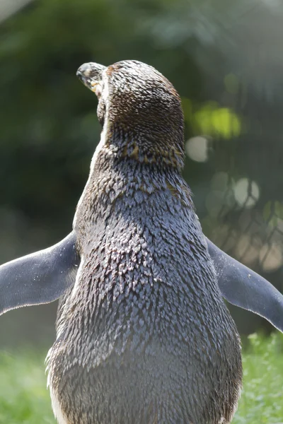 Pinguim humboldt — Fotografia de Stock