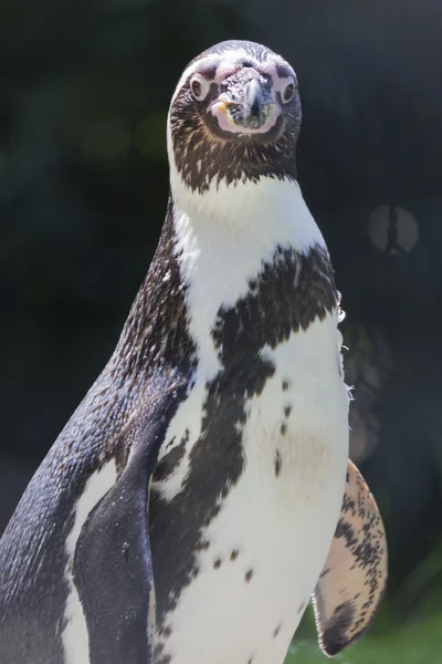 Pinguim humboldt — Fotografia de Stock