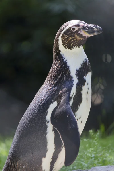 フンボルト ペンギン — ストック写真