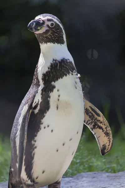 Pinguim humboldt — Fotografia de Stock