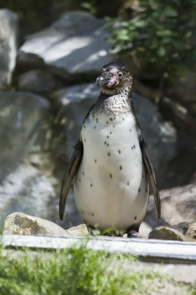 Pinguim humboldt — Fotografia de Stock