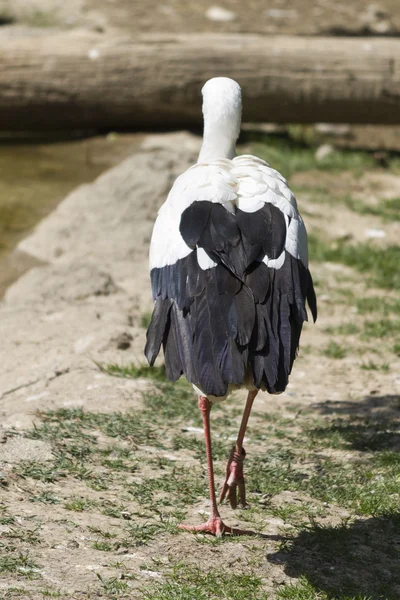 Störche im Nest — Stockfoto