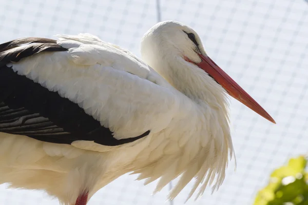 Störche im Nest — Stockfoto