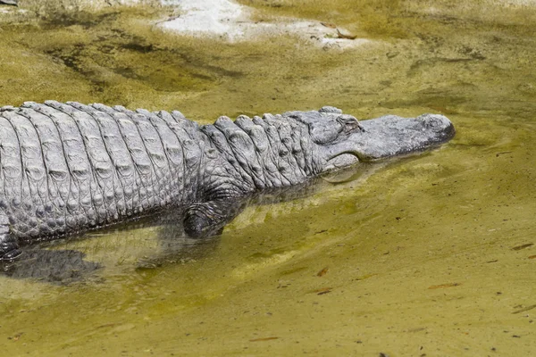 Crocodylia alligator Mississippi — Stockfoto