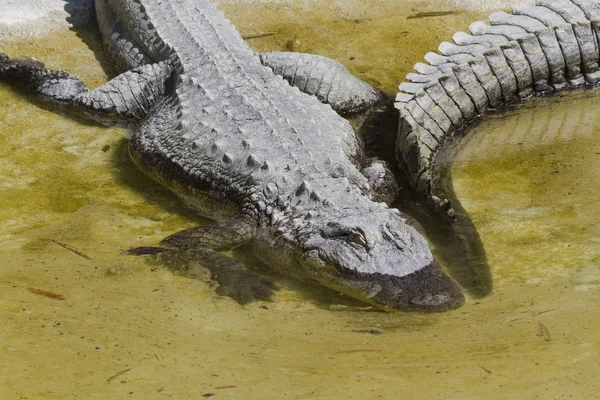 Crocodylie alligator Mississippi — Photo