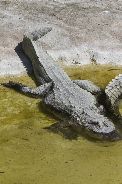 短吻鳄鳄目的密西西比河 — 图库照片