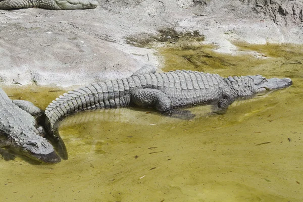 Crocodylie alligator Mississippi — Photo