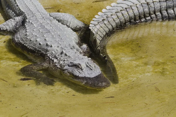Crocodylia alligator Mississippi — Stockfoto