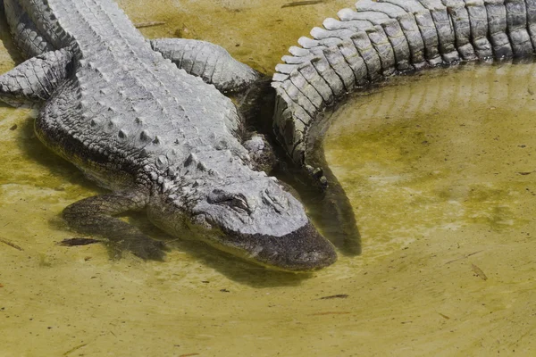 Crocodylia 악어 미시시피 — 스톡 사진