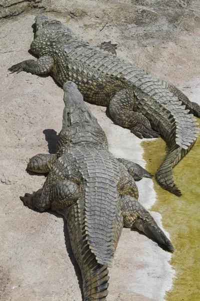 Crocodylie alligator Mississippi — Photo