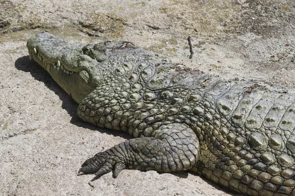 Crocodylie alligator Mississippi — Photo