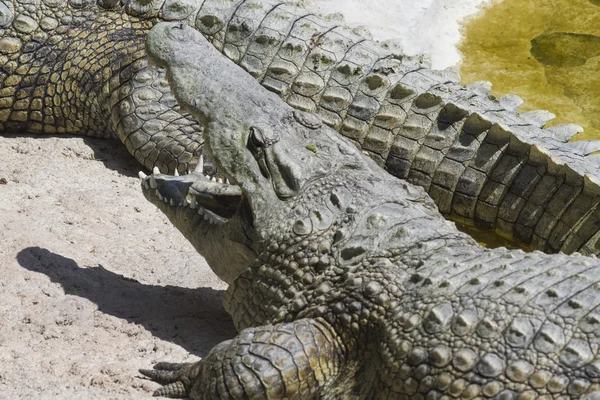 Crocodylia alligator Mississippi — Stockfoto