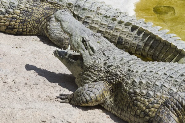 Crocodylia 악어 미시시피 — 스톡 사진