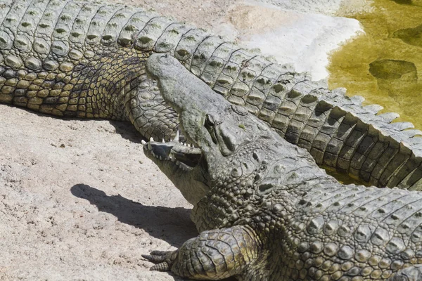Crocodylie alligator Mississippi — Photo
