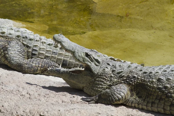 Crocodylie alligator Mississippi — Photo