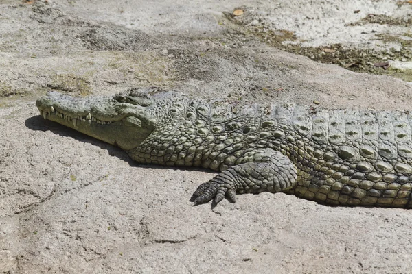 Crocodylia 악어 미시시피 — 스톡 사진