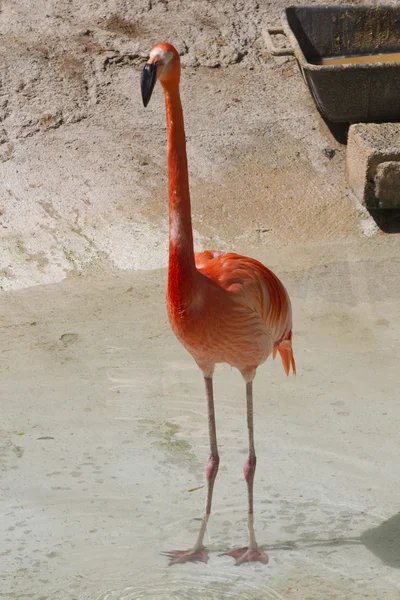 Phoenicopterus ruber ruber röd flamingo — Stockfoto