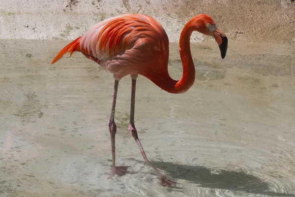 Phoenicopterus ruber ruber röd flamingo — Stockfoto