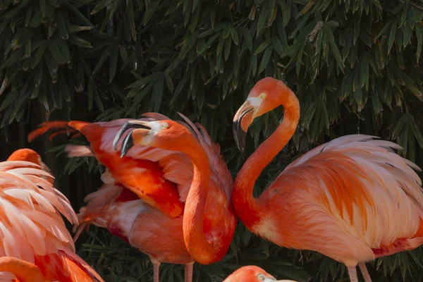 Phoenicopterus ruber ruber red flamingo — Stock Photo, Image