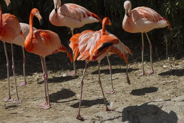 Phoenicopterus ruber ruber red flamingo — Stock Photo, Image