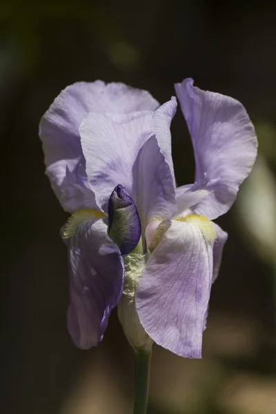 Iris in giardino — Foto Stock