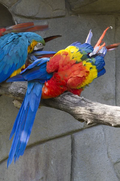 Ara macaw parrot on its perch — Stock Photo, Image