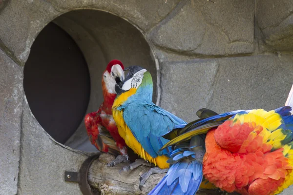 Ara macaw parrot on its perch — Stock Photo, Image
